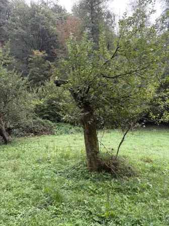 Foto treephoto-gdr73iz3unhg2elrzoas3omy.jpeg