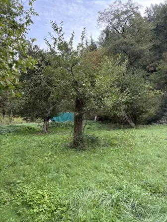Foto treephoto-gdzpxzweo802k72lplsrfppk.jpeg