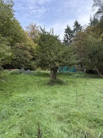 Foto treephoto-jqi7auitribb7dyllvil1r9i.jpeg