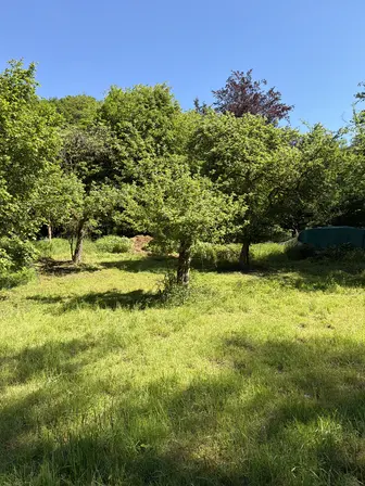 Foto treephoto-n0wichazfxaxhbrl2zgcm5e0.jpeg