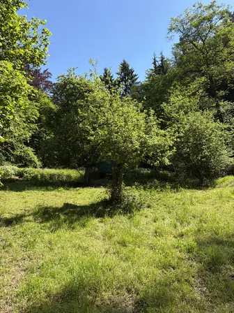 Foto treephoto-swm82pusq7n633pmy9o73nm0.jpeg