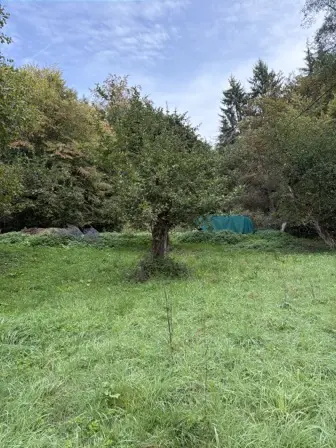 Foto treephoto-uzx8i41vv7gs3n4aw3t9u133.jpeg