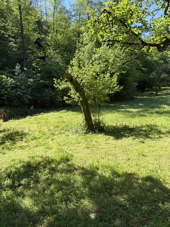 Foto treephoto-xow2zq5j7d32tcrjiv5n1ief.jpeg