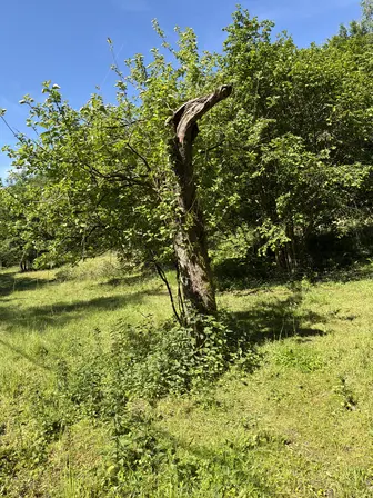 Foto treephoto-yqzaxffcgrxe5hjc9h2cbv19.jpeg