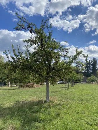 Foto treephoto-az9hk0cv11aolv1k4ljfunlf.jpeg