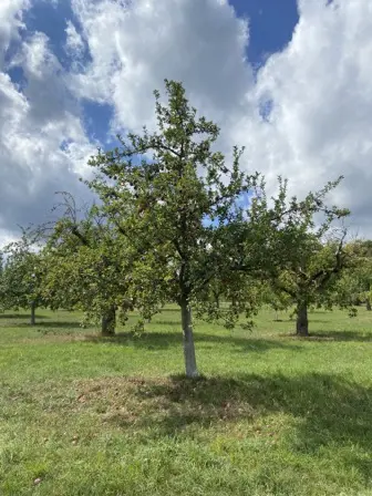 Foto treephoto-h0anvc72kikddfp5sjzzs7nu.jpeg