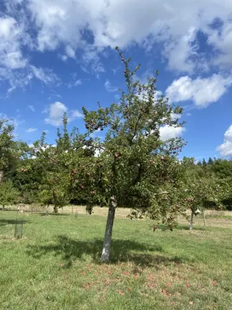 Foto treephoto-vnufias6wt026m2htrmy0i43.jpeg