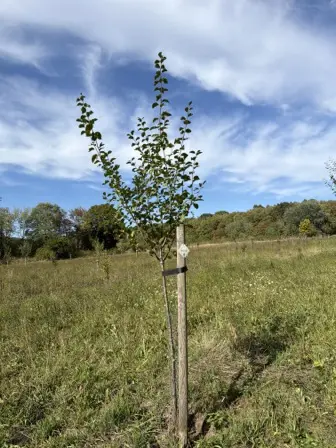 Foto treephoto-jlexrxr7tw2ctomes478nvc8.jpeg