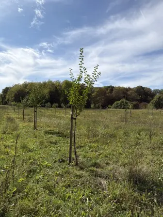 Foto treephoto-uspucrvabth89xjyvf7gjswe.jpeg