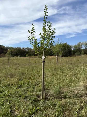 Foto treephoto-xa8u25kqc2hl9xzpa3gf9ut3.jpeg