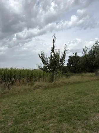 Foto treephoto-ubwav5he394ovoadwplxeji1.jpeg