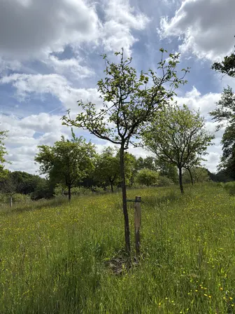 Foto treephoto-k30ah7sd4fleucxfaaqiwnc9.jpeg