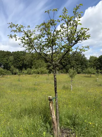 Foto treephoto-o3jau4u71f3wyjks03cnx0ju.jpeg