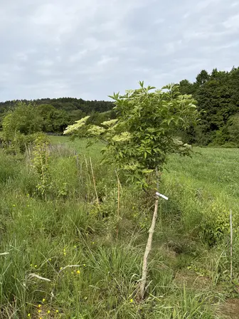 Foto treephoto-auqupk8i9jwb9kz5n3voqefy.jpeg