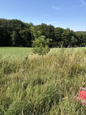 Foto treephoto-d0qa9k76ohm1vtourzijn0i7.jpeg