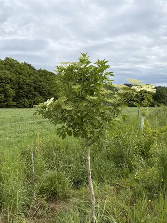 Foto treephoto-wvk2n5td4s80iy325wt28ph8.jpeg