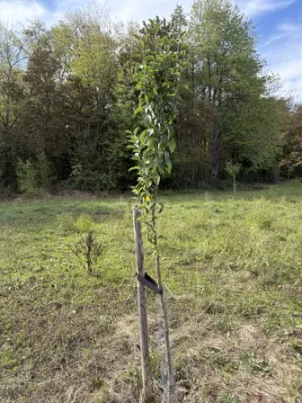 Foto treephoto-ecsw9x9bqgesxdd3poqxwvfl.jpeg
