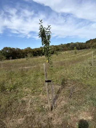 Foto treephoto-j26cpkffjxjxtr70ijy1diay.jpeg