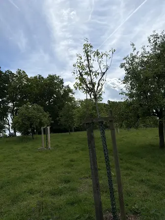 Foto treephoto-agch0v12tee04wbf1hzdt623.jpeg