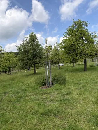Foto treephoto-xd4q3ah6p0dqsaq24in4tmg2.jpeg