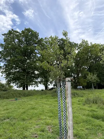 Foto treephoto-axr77p3j7jjlnidi0zuev9hp.jpeg