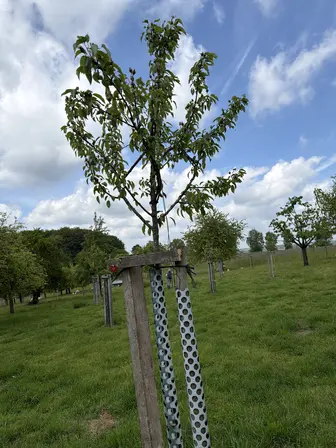 Foto treephoto-u4y755pft1hevcbs6bmvbvxy.jpeg