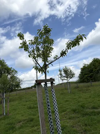 Foto treephoto-y61p09uf3mqwyxzcvkhtxpvf.jpeg