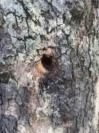 Foto treephoto-fl782ekklxa8sslg2baz7prz.jpeg