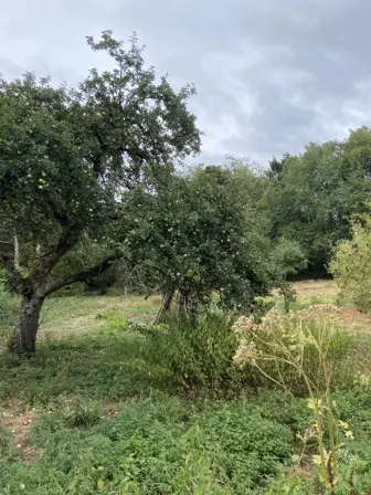Foto treephoto-g3y9qnimulttef4jthka2w1z.jpeg