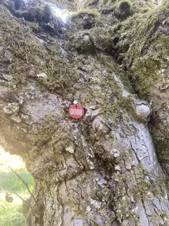 Foto treephoto-gqt56kg2p6kiijgcm5qtgkyr.jpeg