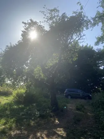 Foto treephoto-h0huotu1d5krlryj9t6lrs6b.jpeg