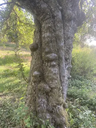 Foto treephoto-j1sthhklneagrvtisnahem20.jpeg