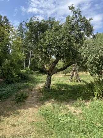 Foto treephoto-kj5mdhro0cnslb6i2vi9uw9o.jpeg