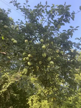 Foto treephoto-lcehz0ljdfdleoagiskch6vj.jpeg