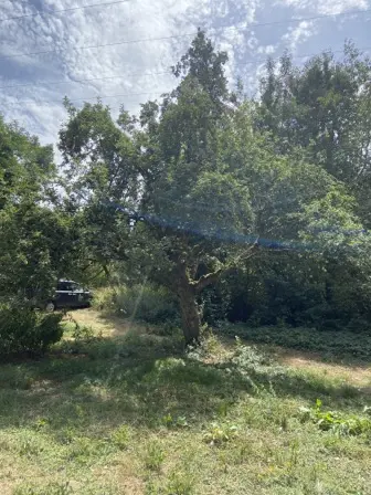 Foto treephoto-qd746igim3an8p0ztrohdiv4.jpeg