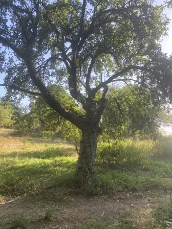 Foto treephoto-ucajbv168fe1eewde4xed49z.jpeg