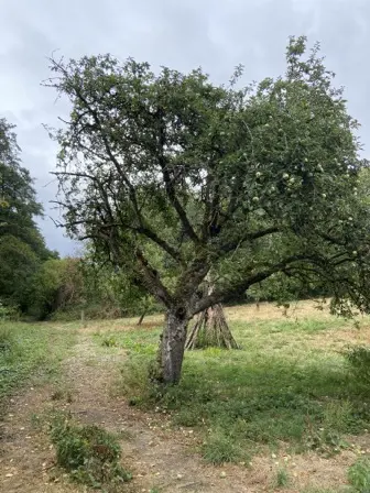 Foto treephoto-uzwbuj4gft6m5win61ocwe5e.jpeg