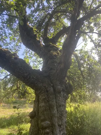 Foto treephoto-v2pndq4lknmf60cbdts7myya.jpeg