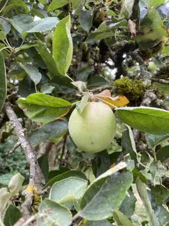 Foto treephoto-w00qjovx443f8ovc4vv137xp.jpeg