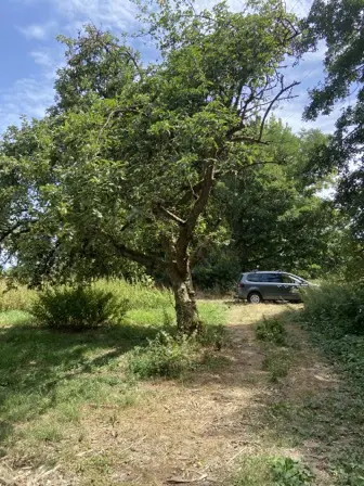 Foto treephoto-x2vht74mjcjrgtjzpp7vtv6j.jpeg