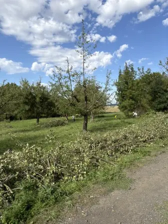 Foto treephoto-t6397t9fiyiretq900qs2ycm.jpeg