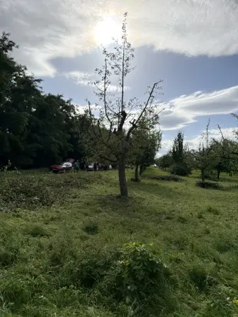 Foto treephoto-xa5kgynhhh3wfy64bgdmmy1i.jpeg