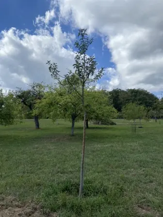 Foto treephoto-etia099iajckncaqta1ab69k.jpeg