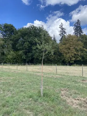 Foto treephoto-j5ysgsocpa3xo1wmlp4ny5d7.jpeg