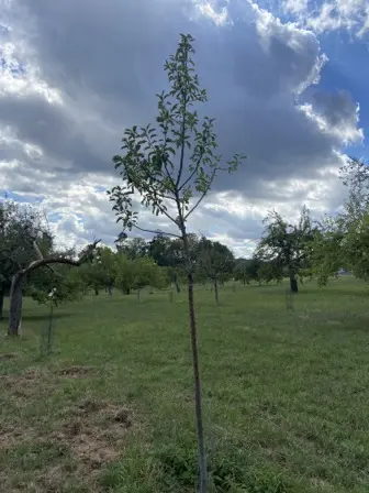 Foto treephoto-qwi5lsmapkfoewongqbf1a9x.jpeg