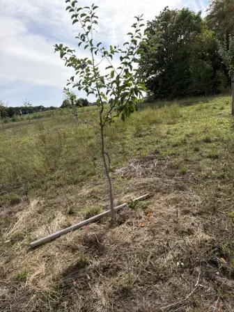 Foto treephoto-i7zj1tpvlbct0qytgvjaht0m.jpeg