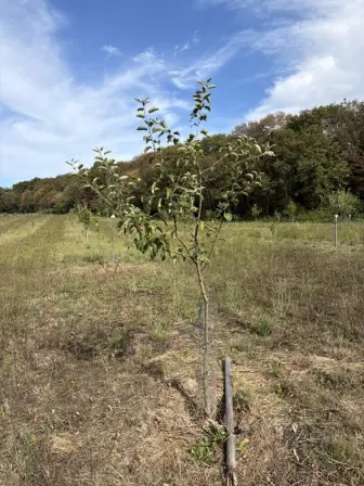 Foto treephoto-my9cympc74nbc0e69d20x62f.jpeg