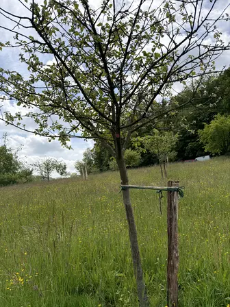 Foto treephoto-lr0lfmeldc9g3xo65gktjq3c.jpeg