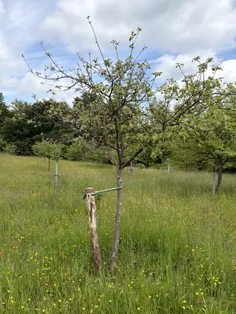 Foto treephoto-n2154eluzodnkcvlq1cbvbtk.jpeg