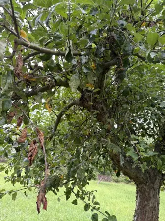 Foto treephoto-hdodkka8ge9chkxnzk2z7utp.jpeg